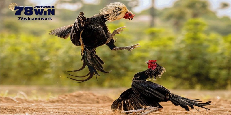 Bạn cần nghiên cứu để biết các loại hình đá gà ở Campuchia