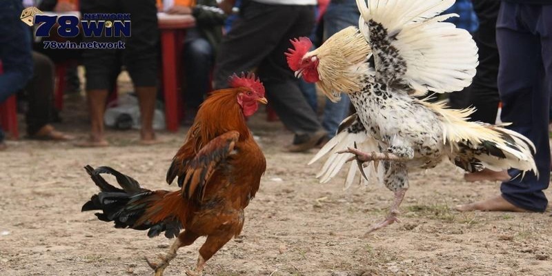 Bạn có thể dự đoán, đặt cược cho các trận trực tiếp đá gà C1 hôm nay