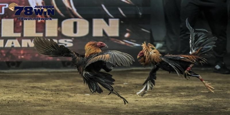 Các trận Đá gà C3 đang thu hút nhiều sự chú ý của người mê chiến kê Các trận Đá gà C3 đang thu hút nhiều sự chú ý của người mê chiến kê