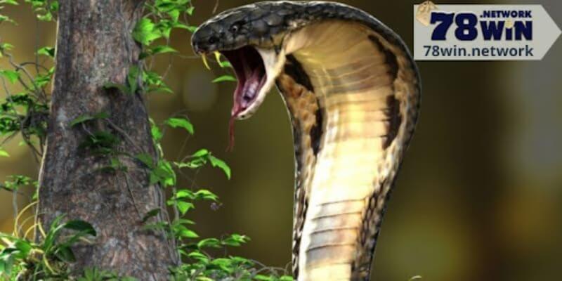 Giải mã giấc mơ thấy rắn đuổi đánh con lô nào?