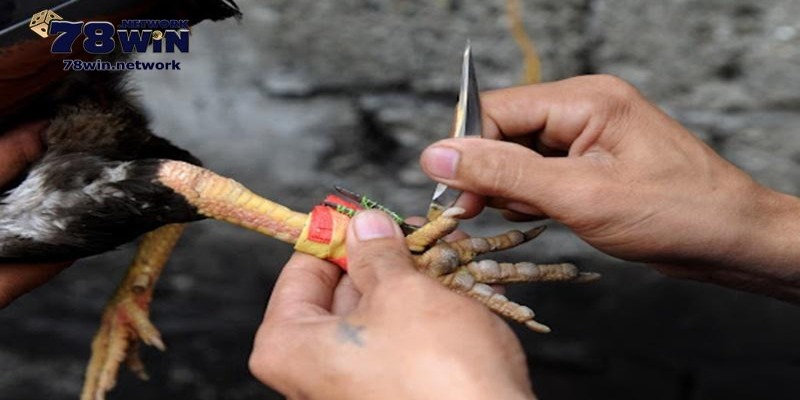 Hình thức đá gà cựa sắt Campuchia đang vô cùng phổ biến