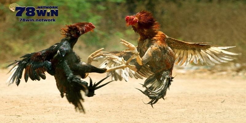 Kinh nghiệm cá cược đá gà cũng là thông tin mà bạn cần ghi nhớ