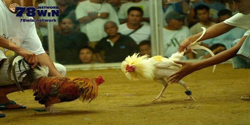 Gà tham gia thi đấu có thể được gắn cựa sắt hình tròn