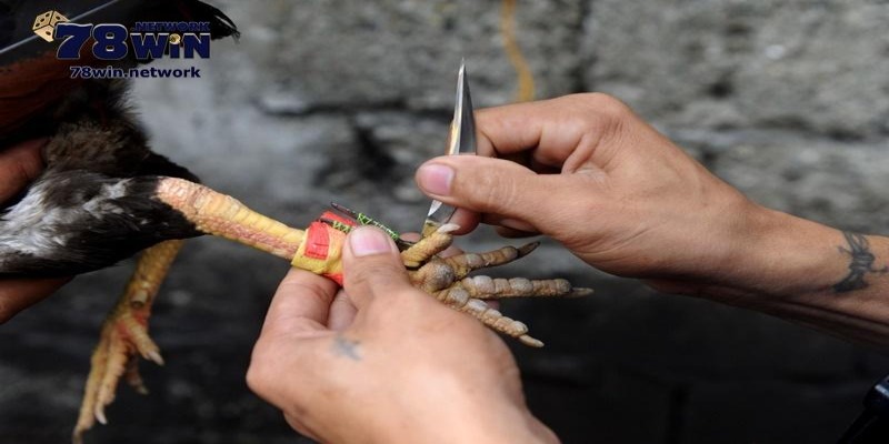 Hình thức đá gà có gắn cựa dao đang rất phổ biến Hình thức đá gà có gắn cựa dao đang rất phổ biến